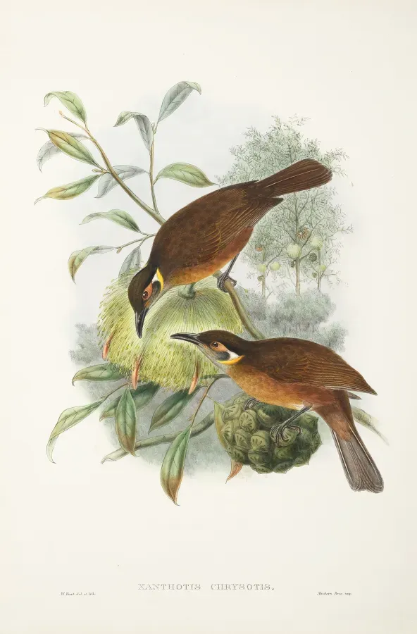 File:Xanthotis flaviventer - The Birds of New Guinea.jpg