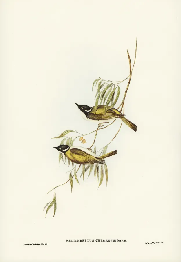 File:Melithreptus chloropsis - The Birds of Australia.jpg