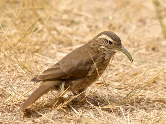 File:Scale-throated Earthcreeper (Upucerthia dumetaria) Argentina 02-2015.jpg
