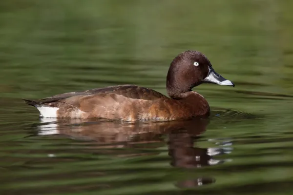 File:Aythya australis male - Hurstville Golf Course.jpg