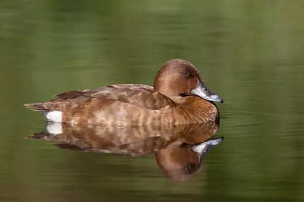 File:Aythya australis female - Hurstville Golf Course.jpg