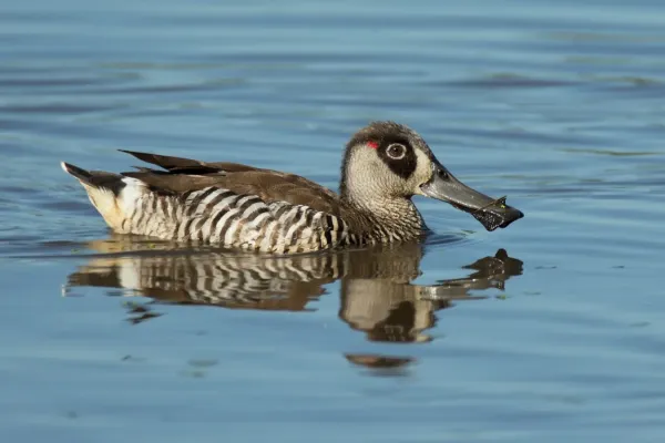 File:Malacorhynchus membranaceus - Bushell's Lagoon.jpg