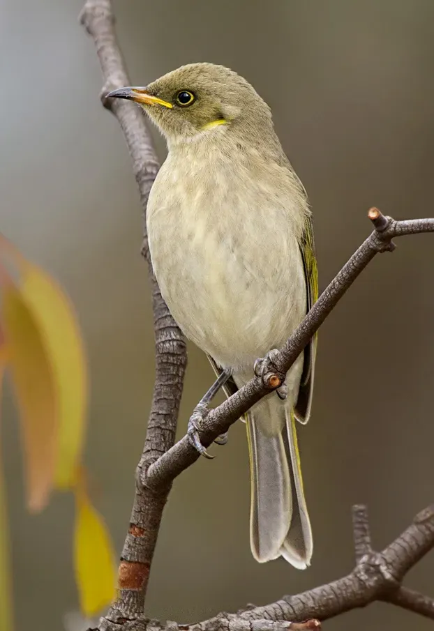 File:Fuscous Honeyeater (Ptilotula fusca).jpg