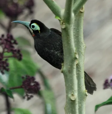 File:Yellow-browed Melidectes (Melidectes rufocrissalis) Ambua Lodge, PNG.jpg