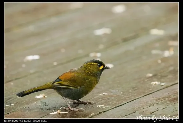File:Liocichla steerii (5062856472).jpg
