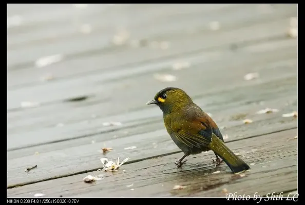 File:Liocichla steerii (5062244837).jpg