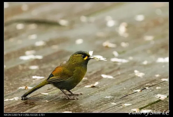 File:Liocichla steerii (5062856566).jpg