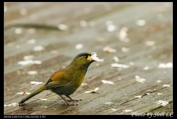 File:Liocichla steerii (5062856536).jpg