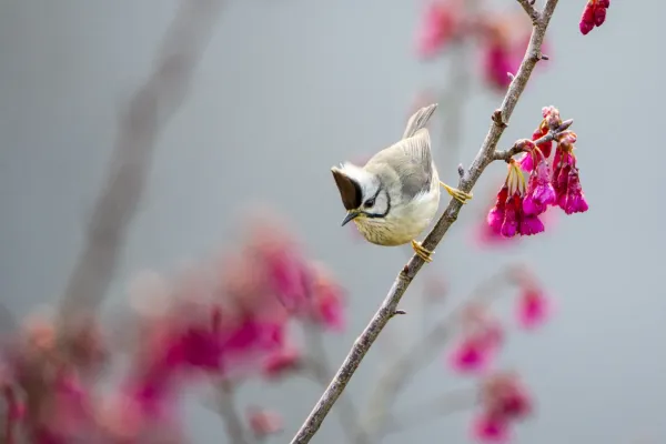 File:Yuhina brunneiceps (25228459006).jpg