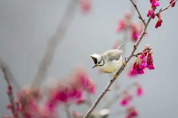 File:Yuhina brunneiceps (24959114580).jpg