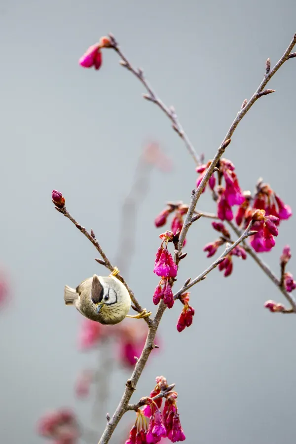 File:Yuhina brunneiceps (24624075934).jpg