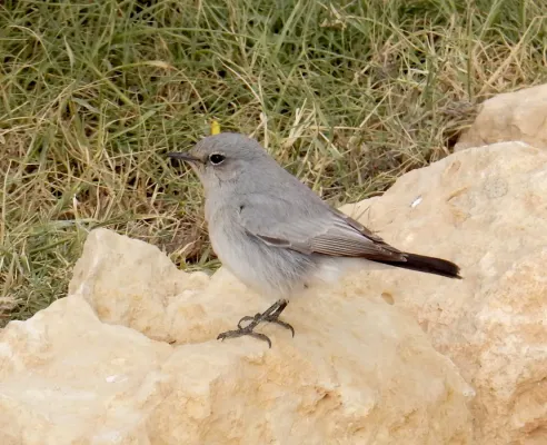 File:Oenanthe melanura.jpg