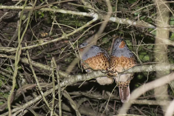File:Bambusicola sonorivox (39474927855).jpg