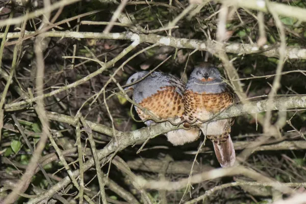 File:Bambusicola sonorivox (39474931505).jpg