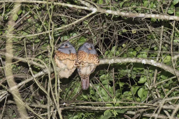 File:Bambusicola sonorivox (39474929065).jpg