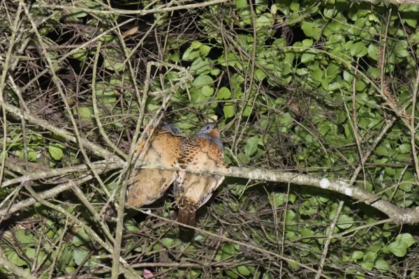 File:Bambusicola sonorivox (39474930035).jpg