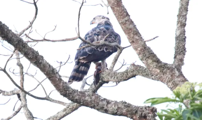 File:Crowned Eagle (Stephanoaetus coronatus) (45825233444).jpg