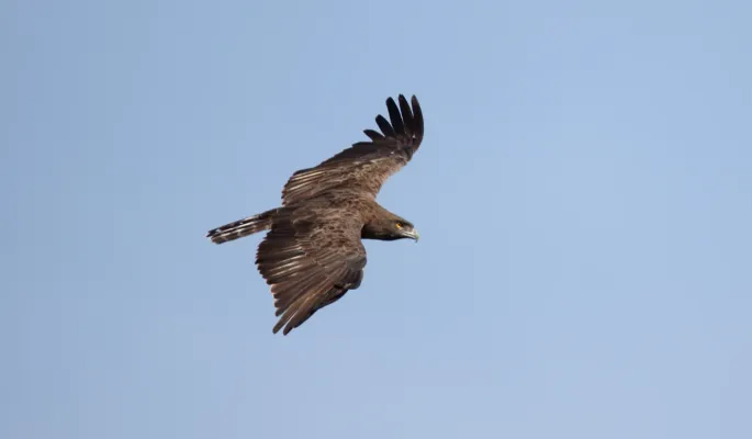 File:Brown Snake-Eagle (Circaetus cinereus) (45635824345).jpg