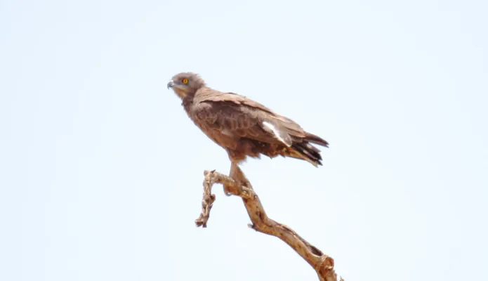 File:Brown Snake-Eagle (Circaetus cinereus) (45825243764).jpg