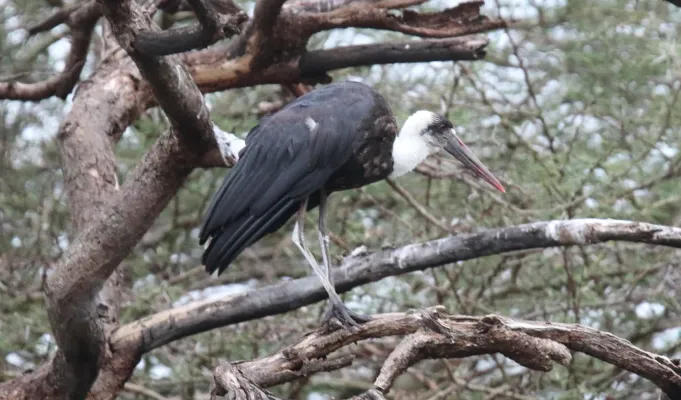 File:African Woolly-necked Stork (Ciconia microscelis), Tanzania (46497043822).jpg