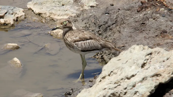 File:Water Thick-Knee (Burhinus vermiculatus) (46496513452).jpg