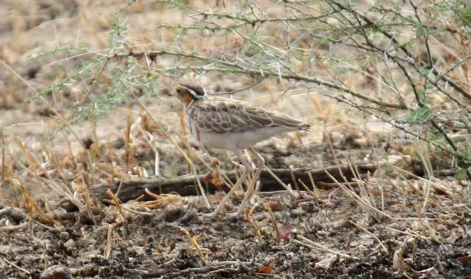 File:Three-banded Courser (Rhinoptilus cinctus) (45824449664).jpg