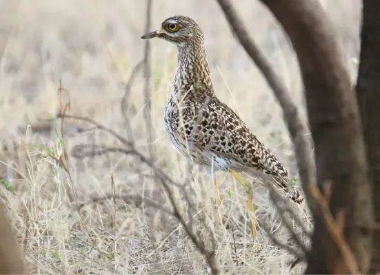 File:Spotted Thick-Knee (Burhinus capensis) (44730840800).jpg