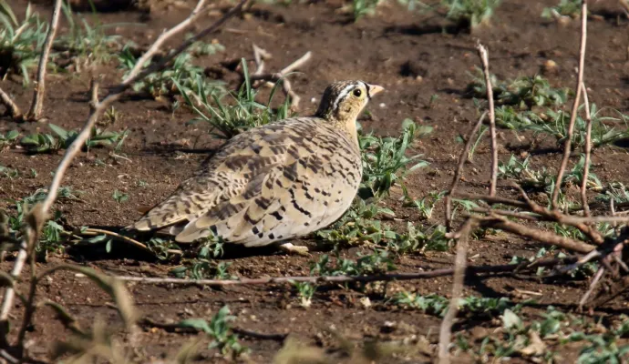 File:Black-faced Sandgrouse (Pterocles decoratus) (45824191774).jpg
