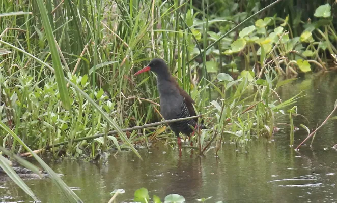 File:African Rail (Rallus caerulescens) (45634712195).jpg