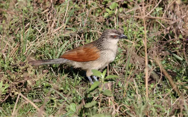 File:White-browed Coucal (Centropus superciliosus) (46547859021).jpg