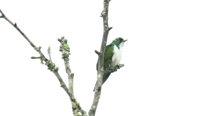 File:Klaas's Cuckoo (Chrysococcyx klaas) (46495982122).jpg