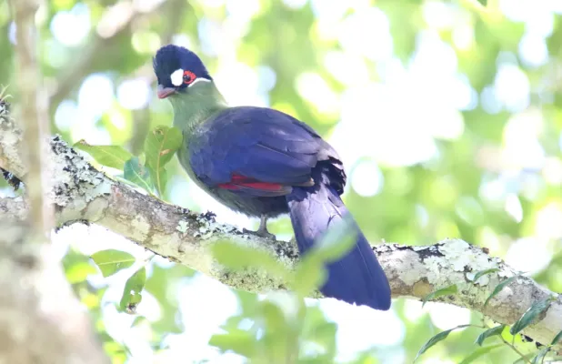 File:Hartlaub's Turaco (Tauraco hartlaubi) (44730323850).jpg