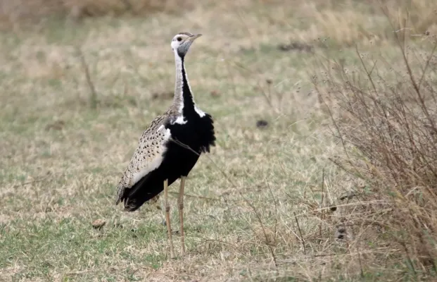 File:Black-bellied Bustard (Lissotis melanogaster) (46547892061).jpg