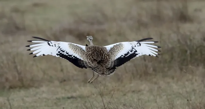 File:Black-bellied Bustard (Lissotis melanogaster) (32674796698).jpg