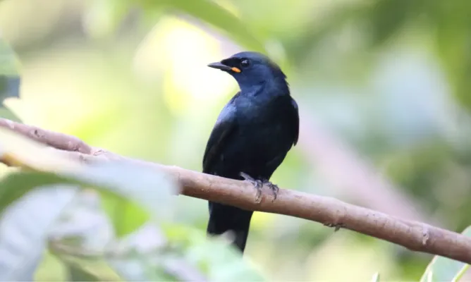 File:Black Cuckooshrike (Campephaga flava) (32674800148).jpg