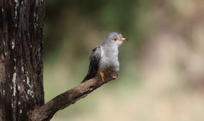 File:African Cuckoo (Cuculus gularis) (32674811618).jpg