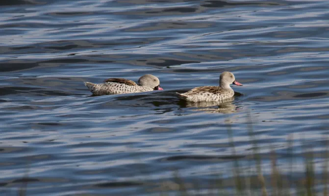 File:Cape Teal (Anas capensis) (46494385492).jpg