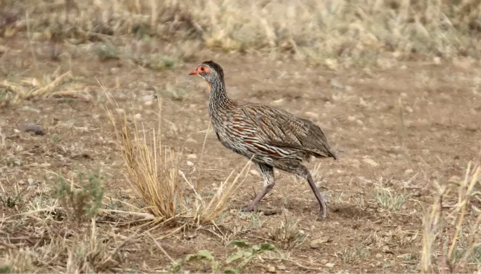 File:Gray-breasted Francolin (Pternistis rufopictus) (31603037707).jpg