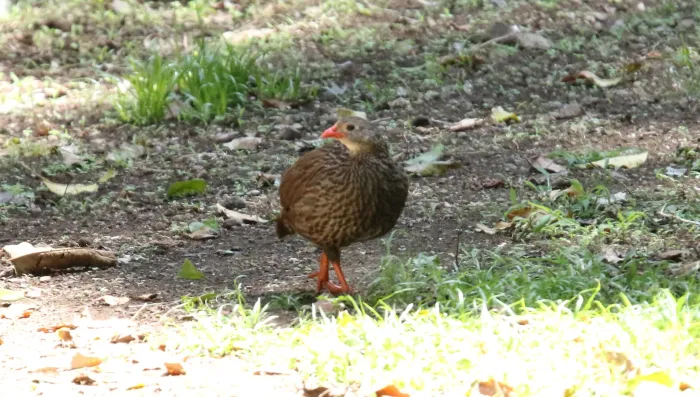 File:Scaly Francolin (Pternistis squamatus) (45629759725).jpg