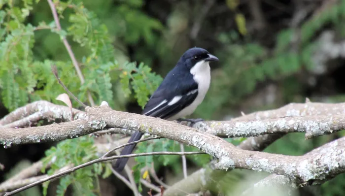File:Tropical Boubou (Laniarius major) (44745888310).jpg