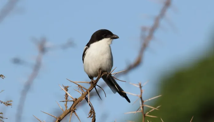 File:Northern Fiscal (Lanius humeralis) (45649646135).jpg