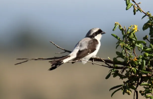 File:Grey-backed Fiscal (Lanius excubitoroides) (44745916280).jpg