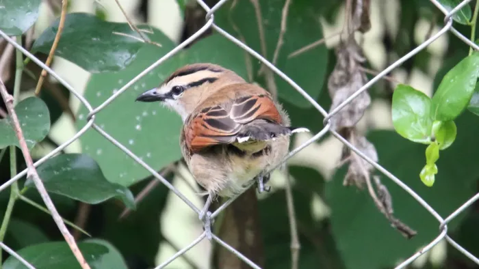 File:Brown-crowned Tchagra (Tchagra australis) (31622671367).jpg