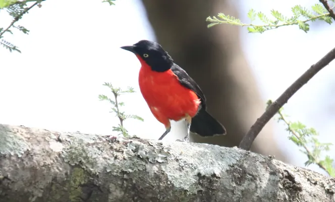 File:Black-headed Gonolek (Laniarius erythrogaster) (31622677037).jpg