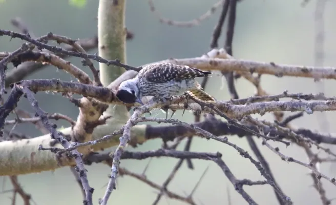 File:Cardinal Woodpecker (Dendropicos fuscescens) (31622355047).jpg