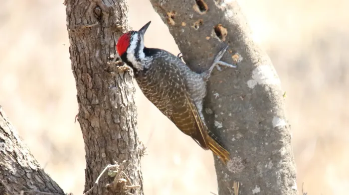 File:Bearded Woodpecker (Chloropicus namaquus) (31622363597).jpg