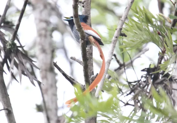 File:African Paradise-Flycatcher (Terpsiphone viridis) (46511347262).jpg