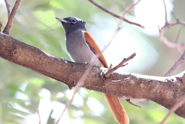 File:African Paradise-Flycatcher (Terpsiphone viridis) (46511355132).jpg
