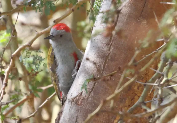 File:African Grey Woodpecker (Dendropicos goertae) (45649382145).jpg