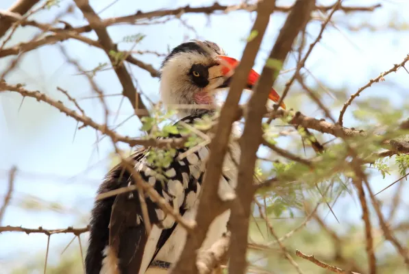 File:Tanzanian Red-billed Hornbill (Tockus ruahae) (46562381441).jpg